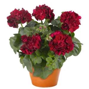 Set of 2 Red Geranium Live Plants Pelargonium - Fragrant Dark Red Flowers, 5-8