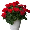 Set of 2 Red Geranium Live Plants Pelargonium - Fragrant Dark Red Flowers, 5-8" Tall, Outdoor - Image 1