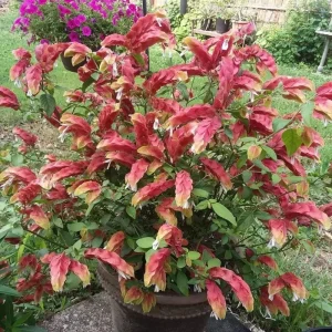 Set of 2 Red Shrimp Plant Live, 4-7 Inches Tall, Vibrant Garden Flower Starter - Image 3