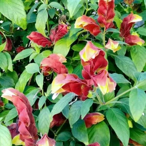 Set of 2 Red Shrimp Plant Live, 4-7 Inches Tall, Vibrant Garden Flower Starter - Image 4