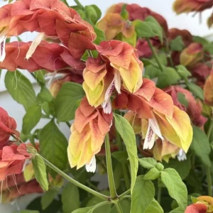 Set of 2 Red Shrimp Plant Live, 4-7 Inches Tall, Vibrant Garden Flower Starter - Image 6