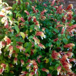 Set of 2 Red Shrimp Plant Live, 4-7 Inches Tall, Vibrant Garden Flower Starter - Image 8