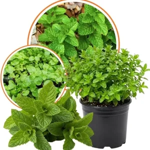 Set of 2 Strawberry Mint Live Plants 4-6 Inches - Perennial Fragrant Herbs for Indoor/Outdoor - Image 4