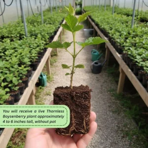 Set of 2 Thornless Boysenberry Plants – Live Plant – Sweet Berries – 4-6 Inches Tall – Indoor Outdoor Growing - Image 4