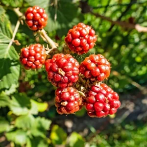 Set of 2 Thornless Boysenberry Plants – Live Plant – Sweet Berries – 4-6 Inches Tall – Indoor Outdoor Growing - Image 7