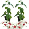 Set of 2 White Bleeding Heart Vine Live Plants, Perennial, 4-6 Inches, Outdoor - Image 1