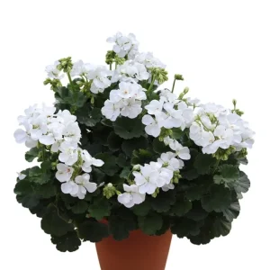 Set of 2 White Geranium Live Plants Pelargonium, Fragrant, Hardy, 5-8