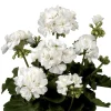 Set of 2 White Geranium Live Plants Pelargonium, Fragrant, Hardy, 5-8" Tall - Image 1