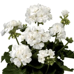 Set of 2 White Geranium Live Plants Pelargonium, Fragrant, Hardy, 5-8