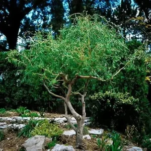 Set of 2 Willow Bare Root Trees, 1-2 Feet Tall Dormant Live Plants, Fast-Growing Cold-Hardy - Image 3