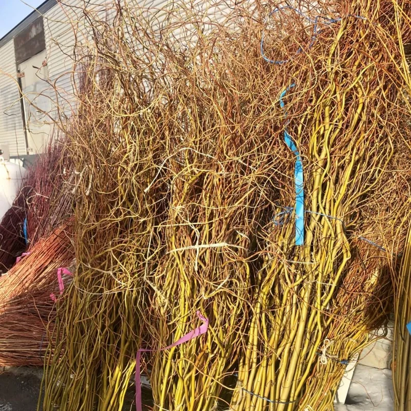 Set of 2 Willow Bare Root Trees, 1-2 Feet Tall Dormant Live Plants, Fast-Growing Cold-Hardy - Image 7