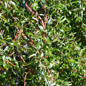 Set of 2 Willow Bare Root Trees, 1-2 Feet Tall Dormant Live Plants, Fast-Growing Cold-Hardy - Image 8