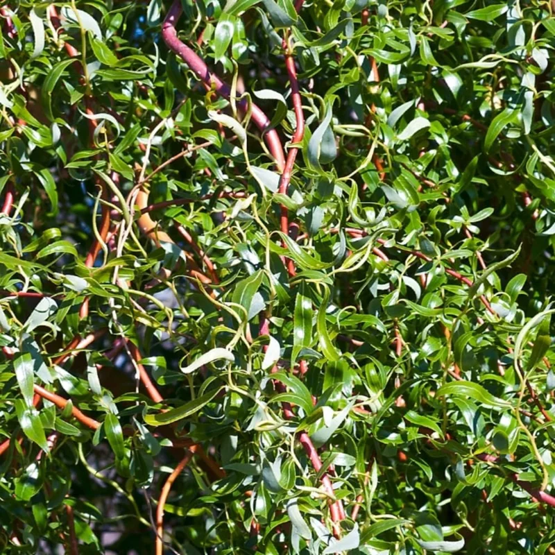 Set of 2 Willow Bare Root Trees, 1-2 Feet Tall Dormant Live Plants, Fast-Growing Cold-Hardy - Image 8