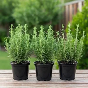 Set of 3 Blue Rosemary Live Plants 4-8 Inches Tall - Fragrant Culinary Herb - Image 1