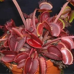 Set of 3 Dragon Venus Fly Trap Live Plants - Starter Carnivorous Plant - Image 7