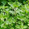 Set of 3 Greek Oregano Live Plants, 4-6 Inches Tall, Culinary Herb for Indoor/Outdoor - Image 1