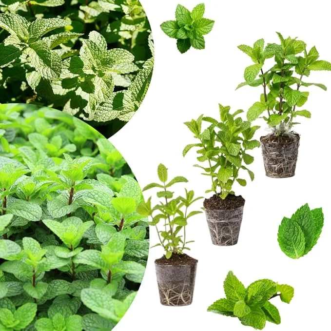 Set of 3 Mixed Mint Live Plants - Peppermint, Spearmint, Mojito Mint Herbs, 4-6 Inches Tall - Image 4