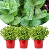 Set of 3 Mojito Mint Live Plants for Spring Planting, Fragrant Culinary Herb, Hardy - Image 1