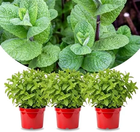 Set of 3 Mojito Mint Live Plants for Spring Planting, Fragrant Culinary Herb, Hardy - Image 5