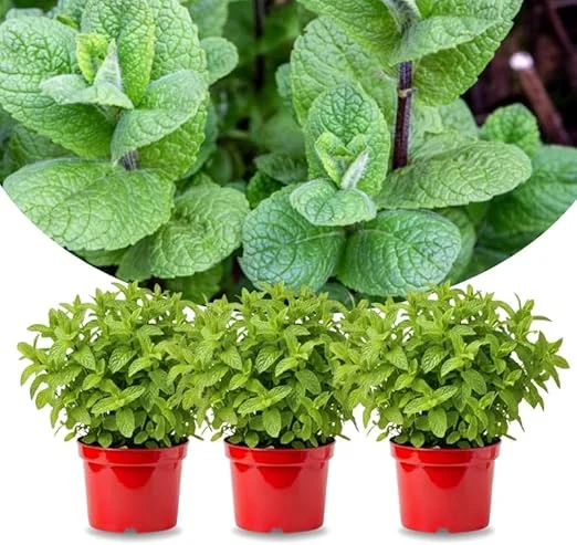 Set of 3 Mojito Mint Live Plants for Spring Planting, Fragrant Culinary Herb, Hardy - Image 7