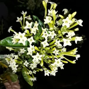 Set of 3 Night Blooming Jasmine Live Plants, 4-6