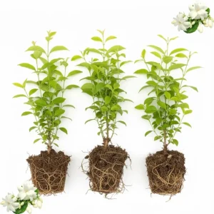Set of 3 Night Blooming Jasmine Live Plants, 4-6