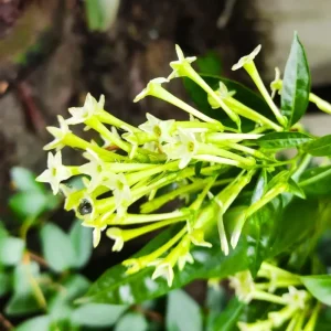 Set of 3 Night Blooming Jasmine Live Plants, 4-6