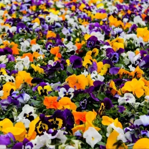 Set of 3 Pansy Live Plants, Assorted Mix-Color Blooms, 3-5 Inch Tall Starter Plants in Nursery Pot - Image 10