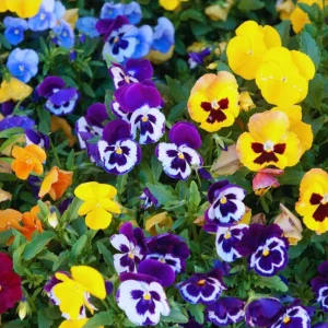 Set of 3 Pansy Live Plants, Assorted Mix-Color Blooms, 3-5 Inch Tall Starter Plants in Nursery Pot - Image 2