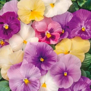 Set of 3 Pansy Live Plants, Assorted Mix-Color Blooms, 3-5 Inch Tall Starter Plants in Nursery Pot - Image 3