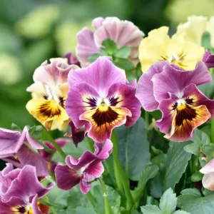 Set of 3 Pansy Live Plants, Assorted Mix-Color Blooms, 3-5 Inch Tall Starter Plants in Nursery Pot - Image 4