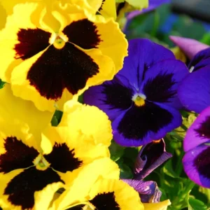 Set of 3 Pansy Live Plants, Assorted Mix-Color Blooms, 3-5 Inch Tall Starter Plants in Nursery Pot - Image 6