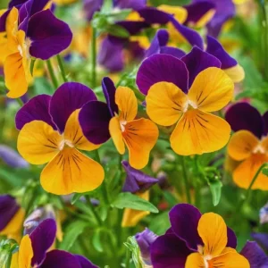 Set of 3 Pansy Live Plants, Assorted Mix-Color Blooms, 3-5 Inch Tall Starter Plants in Nursery Pot - Image 7