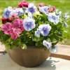 Set of 3 Pansy Live Plants, Assorted Mix-Color Blooms, 3-5 Inch Tall Starter Plants in Nursery Pot - Image 1