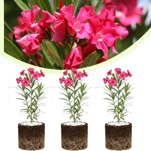 Set of 3 Pink Oleander Live Plants, Fragrant Flower Bushes, 4-7 inches Tall - Image 1