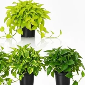 Set of 3 Pothos Live Plants - Assorted Indoor & Outdoor Trailing Vines, 3-6 inches tall - Image 2