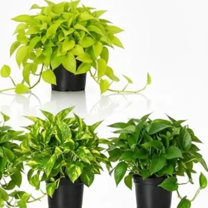 Set of 3 Pothos Live Plants - Assorted Indoor & Outdoor Trailing Vines, 3-6 inches tall - Image 3