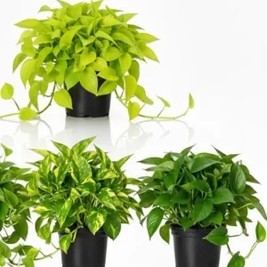 Set of 3 Pothos Live Plants - Assorted Indoor & Outdoor Trailing Vines, 3-6 inches tall - Image 7