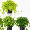 Set of 3 Pothos Live Plants - Assorted Indoor & Outdoor Trailing Vines, 3-6 inches tall - Image 1