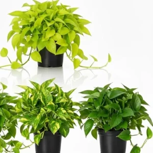 Set of 3 Pothos Live Plants - Assorted Indoor & Outdoor Trailing Vines, 3-6 inches tall - Image 1