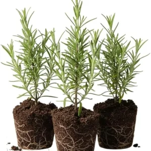 Set of 3 Rosemary Live Starter Plants, 3-6 Inch Tall, Bare Root, Outdoor Herb - Image 4