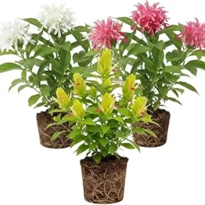 Set of 3 Shrimp Plant Live Shrubs, 5-7 Inches Tall, Easy Care, Indoor/Outdoor - Image 2