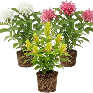 Set of 3 Shrimp Plant Live Shrubs, 5-7 Inches Tall, Easy Care, Indoor/Outdoor - Image 3