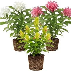 Set of 3 Shrimp Plant Live Shrubs, 5-7 Inches Tall, Easy Care, Indoor/Outdoor - Image 4