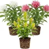 Set of 3 Shrimp Plant Live Shrubs, 5-7 Inches Tall, Easy Care, Indoor/Outdoor - Image 1