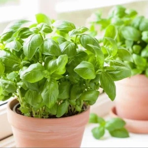 Set of 3 Sweet Basil Live Plants - Large Leaf Herb, 4