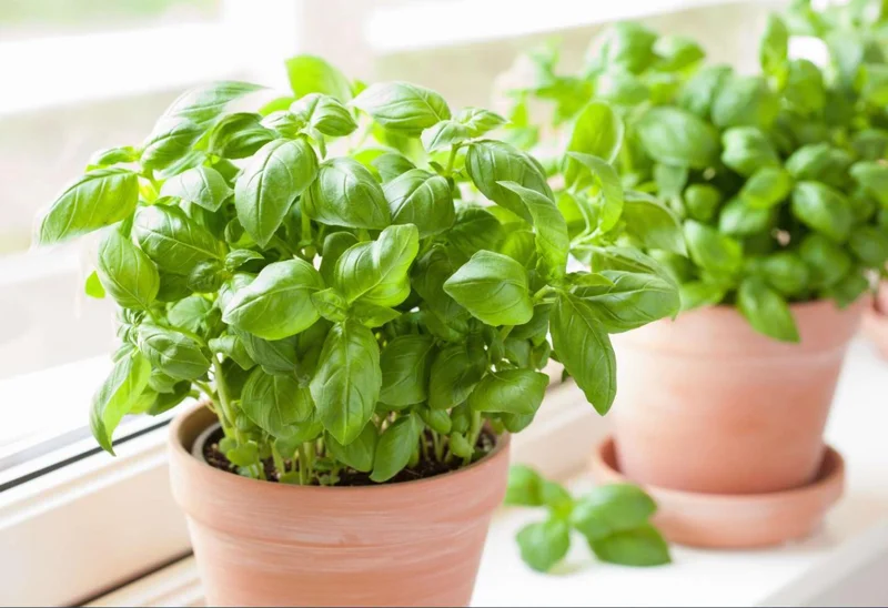 Set of 3 Sweet Basil Live Plants - Large Leaf Herb, 4" Pot, 3"-5" Tall, Indoor/Outdoor - Image 10