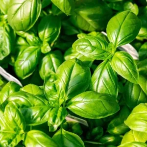 Set of 3 Sweet Basil Live Plants - Large Leaf Herb, 4