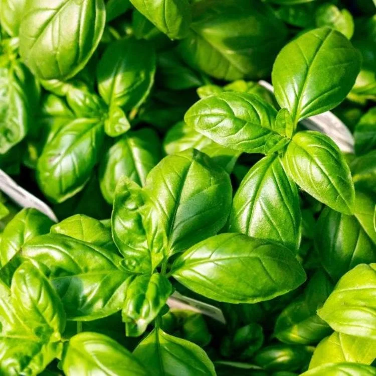 Set of 3 Sweet Basil Live Plants - Large Leaf Herb, 4" Pot, 3"-5" Tall, Indoor/Outdoor - Image 2