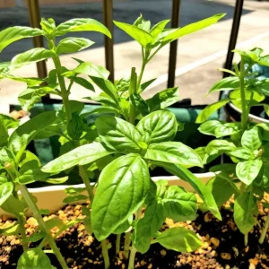 Set of 3 Sweet Basil Live Plants - Large Leaf Herb, 4